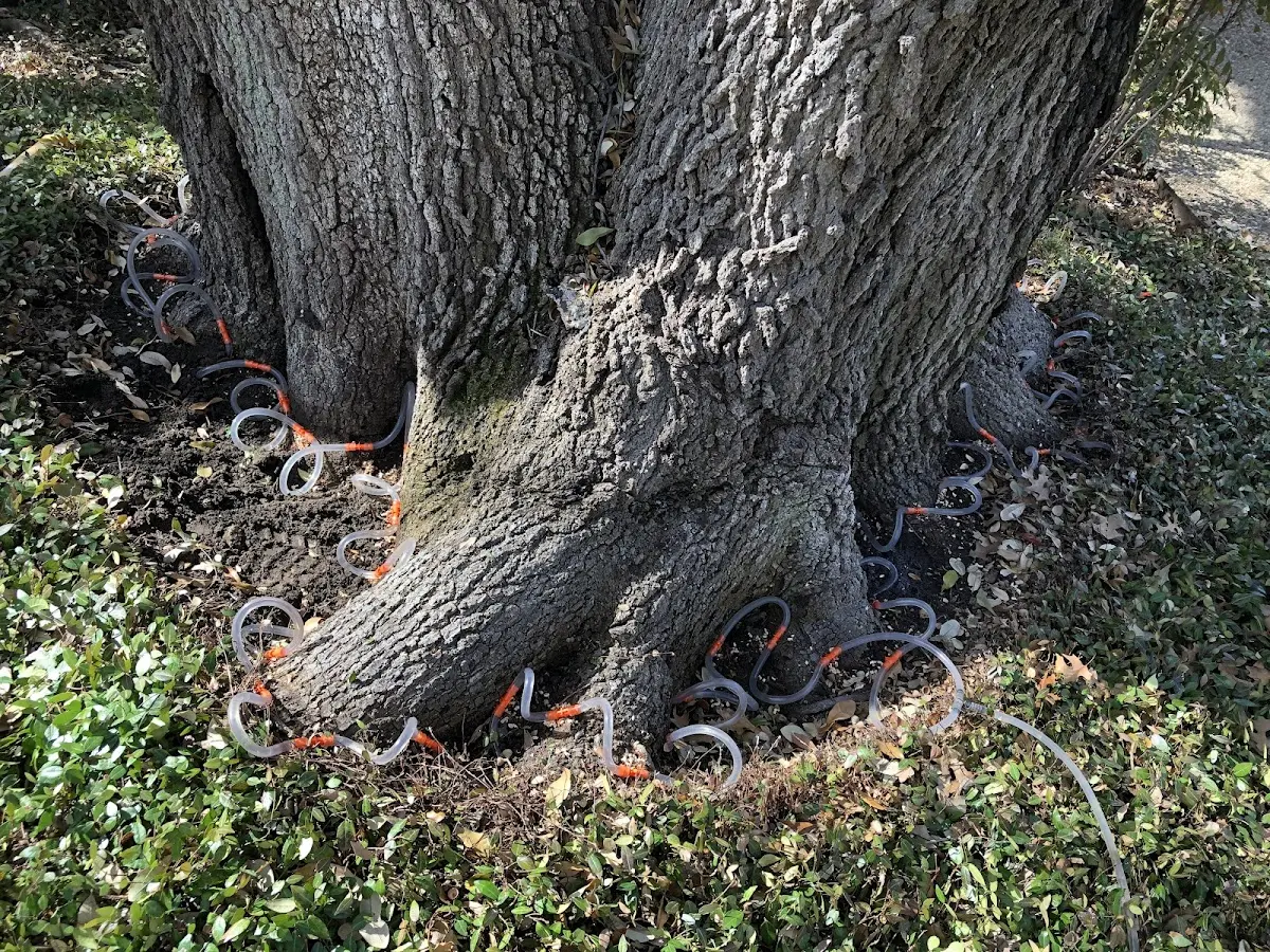 Detailed Tree Cabling and Bracing job site in Ripton