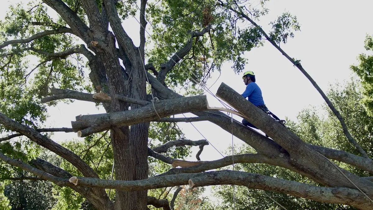 Professional Crown Thinning performed by certified arborists in Ripton